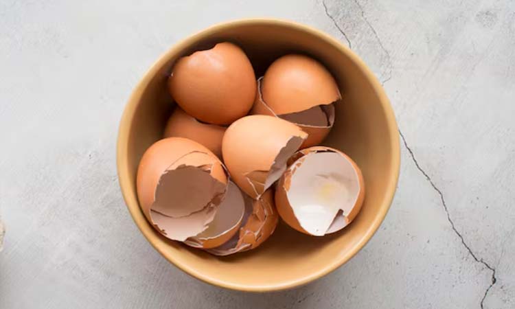 Cangkang Telur Ayam